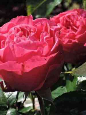 cherri-ledi1.jpg Черри Леди (Cherry Lady)