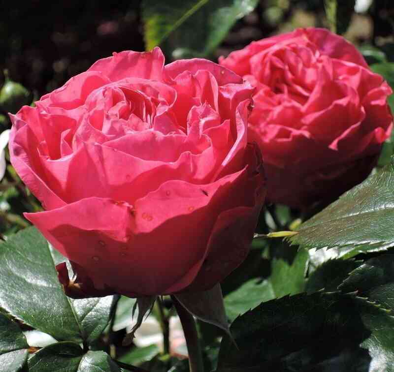 Черри Леди (Cherry Lady)