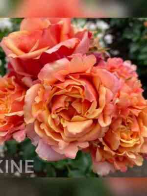 cherri_brendi1.jpg Черри Бренди (Cherry Brandy)