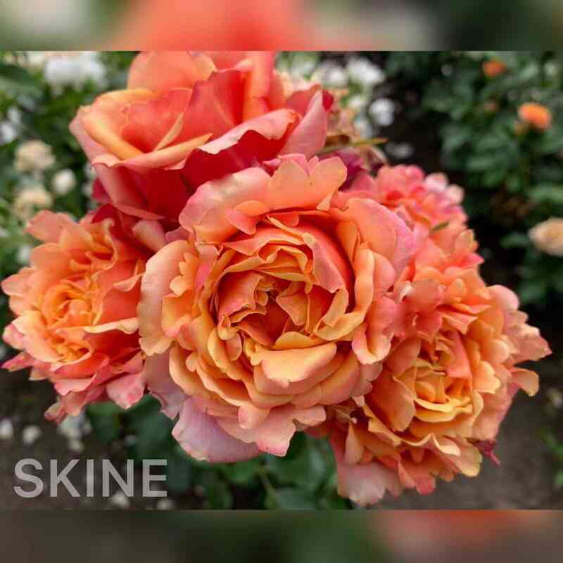 Черри Бренди (Cherry Brandy)