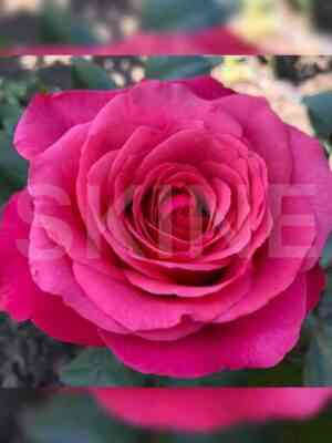 cherri_o.jpg Черри О (Cherry-O)