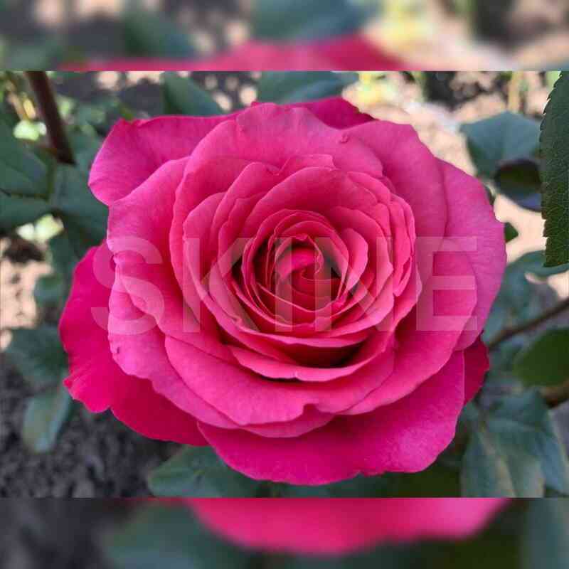 Черри О (Cherry-O)