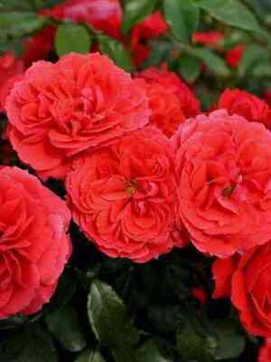 Черри Герл (Cherry Girl)