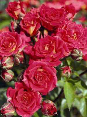 Чили Клементин (Chili Clementine)