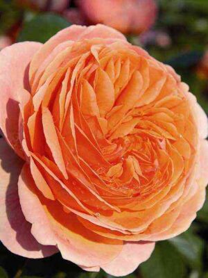 chipendejl.jpg Чиппендейл (Chippendale)