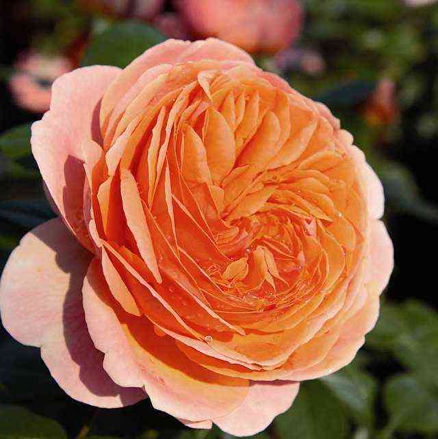 Чиппендейл (Chippendale)