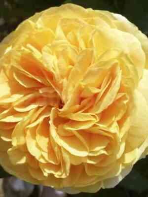 chippendejl-gold-chippendale-gold_optimized.jpg Чиппендейл Голд (Chippendale Gold)