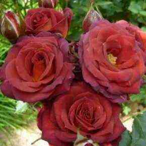 Чокочино (Chococcino)