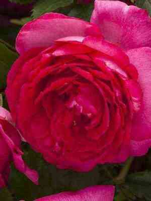 ciklamen_p_er_de_ronsar_cyclamen_pierre_de_ronsard.jpg Цикламен Пьер де Ронсар (Cyclamen Pierre de Ronsard)