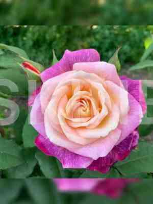 Дьяблес Де Мэрс (Diablesse De Mers)