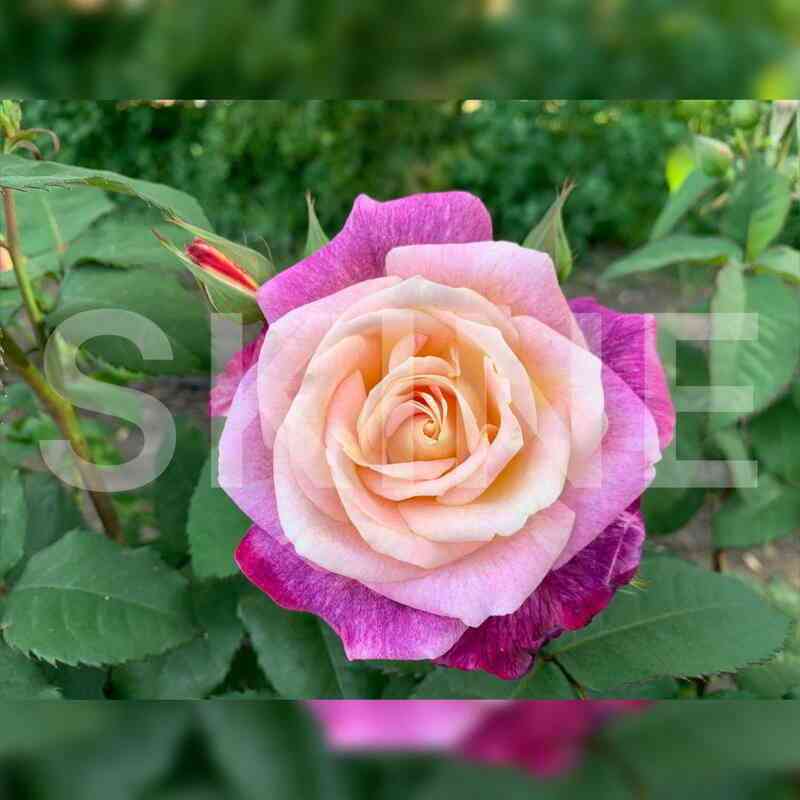 Дьяблес Де Мэрс (Diablesse De Mers)