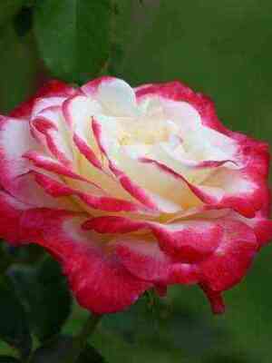 Дабл Делайт (Double Delight)