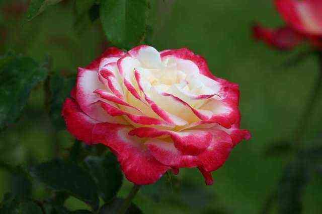 Дабл Делайт (Double Delight)