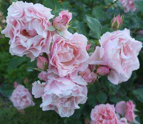 Дафна (Porcelaine d'Orient)