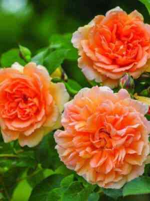 Дама Джуди Денч (Dame Judi Dench)