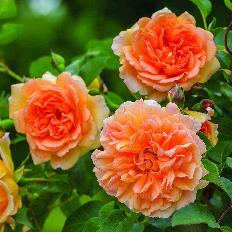 Дама Джуди Денч (Dame Judi Dench)