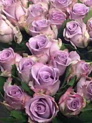 Дансинг Клоди (Dancing Clouds)