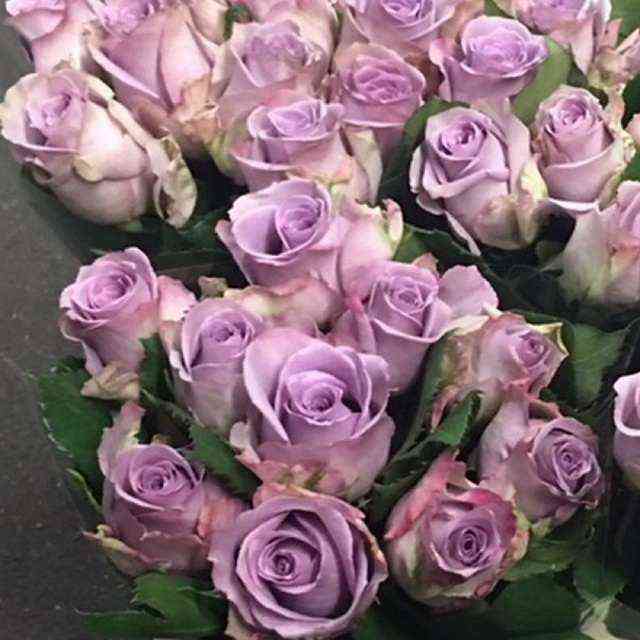 Дансинг Клоди (Dancing Clouds)