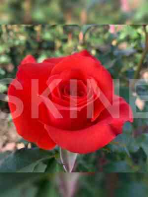 Дарк Вау (Dark Wow)