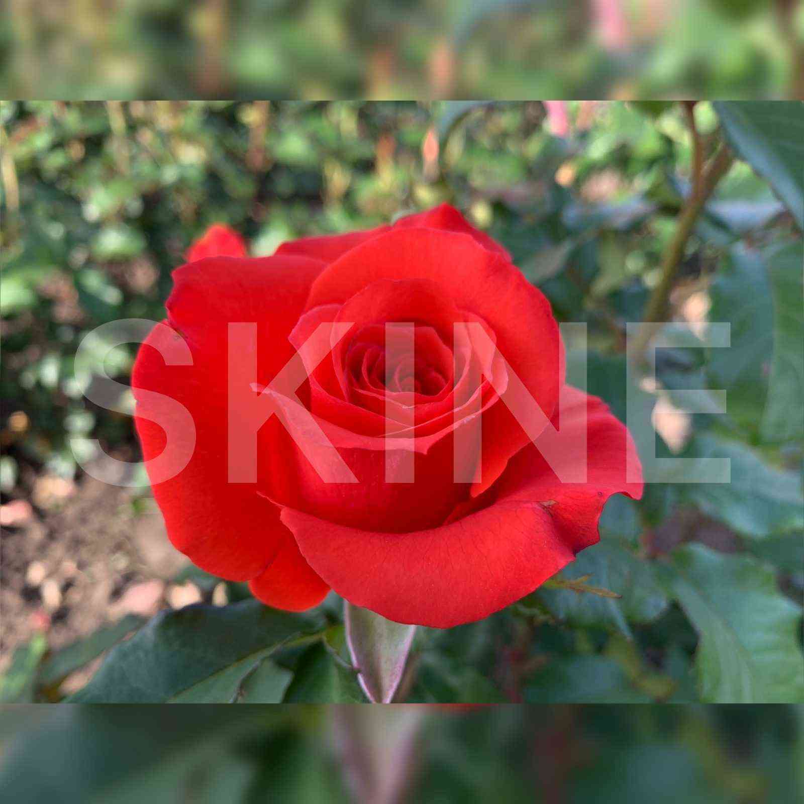 Дарк Вау (Dark Wow)