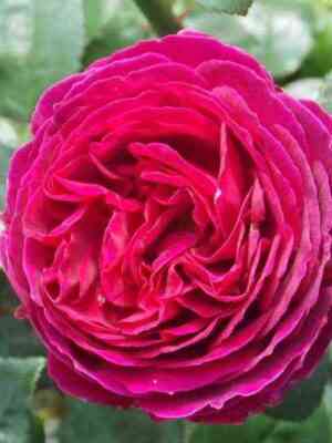 Зе Дарк Леди (The Dark Lady)