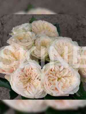 Дарлингтон (Darlington)