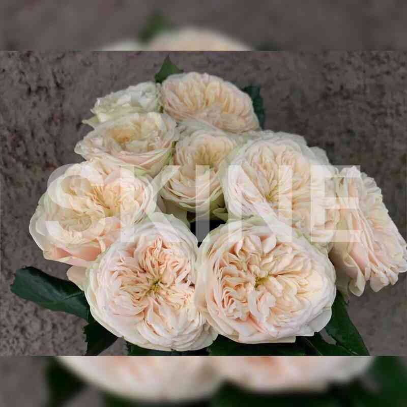 Дарлингтон (Darlington)