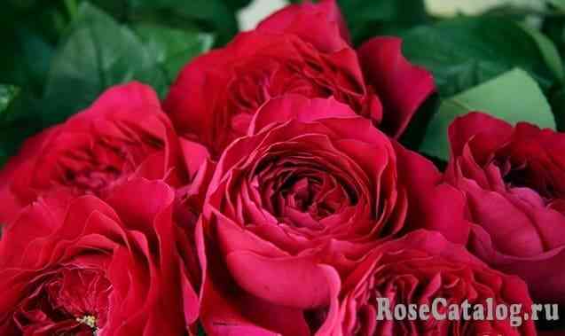 Дарсей (Darcey)