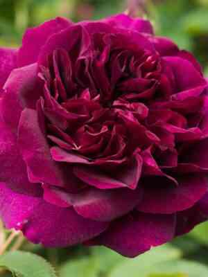 Дарси Басселл (Darcey Bussell)