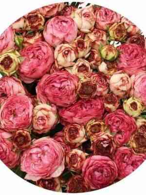 Датч Мейджик (Dutch Magic)