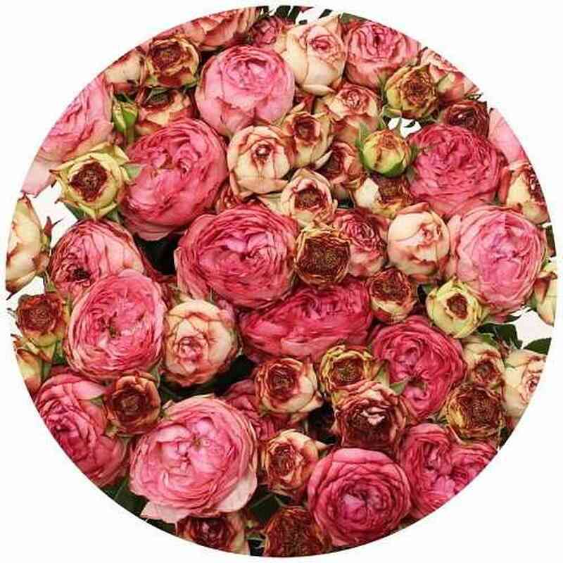 Датч Мейджик (Dutch Magic)