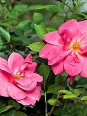 Де Монтервиль (De Montarville)