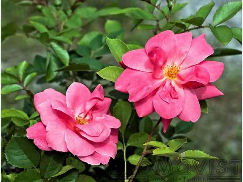 Де Монтервиль (De Montarville)