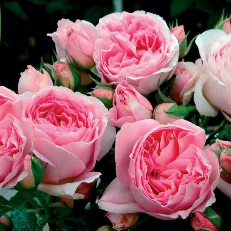 deliya-delia_optimized.jpg Делия (Delia)