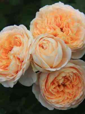 Дени Хан/Одиль Маскелье (Dany Hahn/Odile Masquelier)