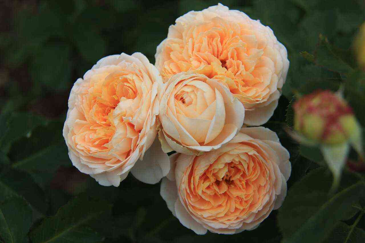 deni_han.jpg Дени Хан/Одиль Маскелье (Dany Hahn/Odile Masquelier)