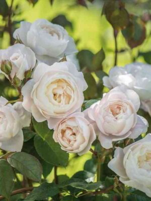 Дездемона (Desdemona)