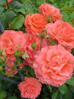 Ди Ди Бриджуотер (Dee Dee Bridgewater)