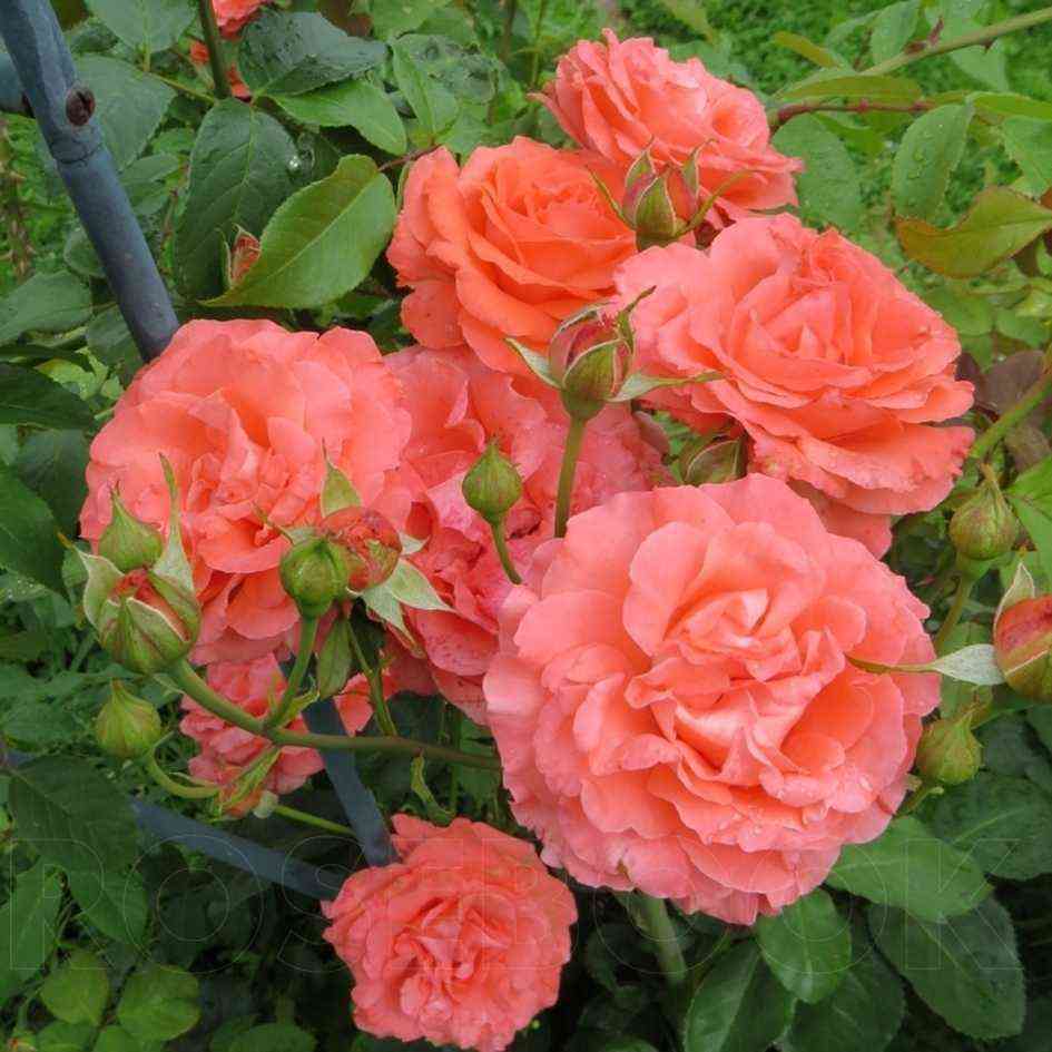 di_di_bridzhuoter.jpg Ди Ди Бриджуотер (Dee Dee Bridgewater)