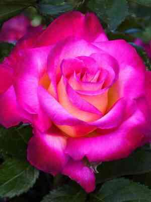 dik-klark.jpg Дик Кларк (Dick Clark)