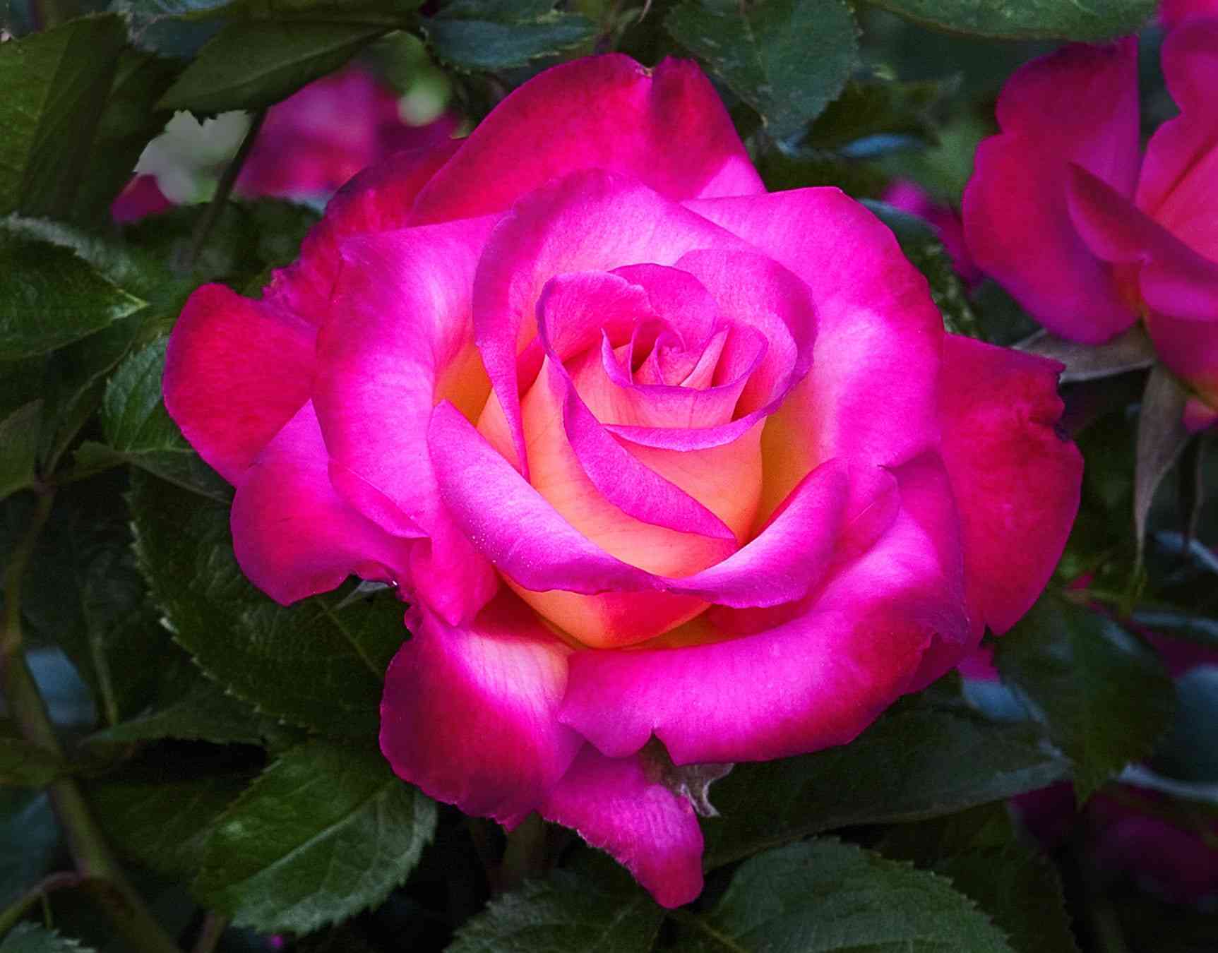 Дик Кларк (Dick Clark)