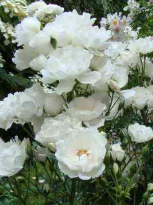 Доминик Луазо (Dominique Loiseau)