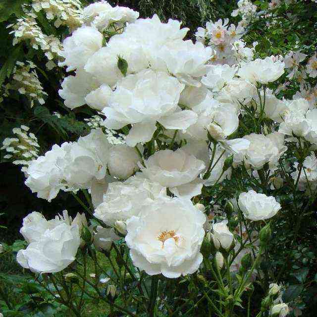 Доминик Луазо (Dominique Loiseau)