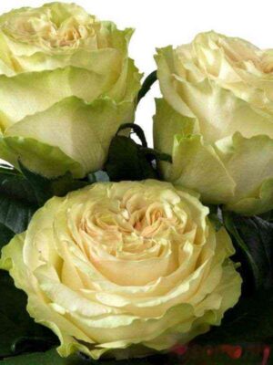 dinamik.jpg Динамик (Dynamic)