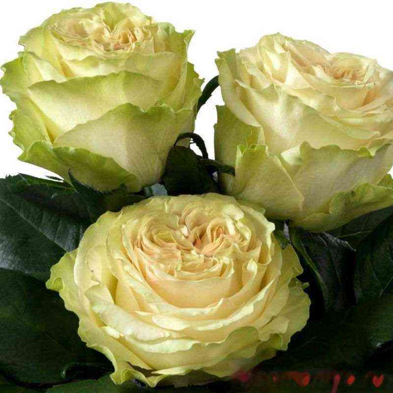 Динамик (Dynamic)