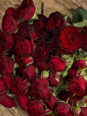 dinastiyasensejshen_dynastysensation_optimized.jpg Династия Сенсейшен (Dynasty Sensation)