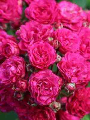 dinki11.jpg Динки (Dinky)