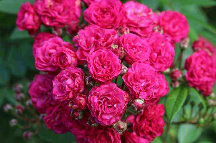 dinki11.jpg Динки (Dinky)