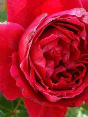 Дино Де Лаурентис (Dino De Laurentiis)