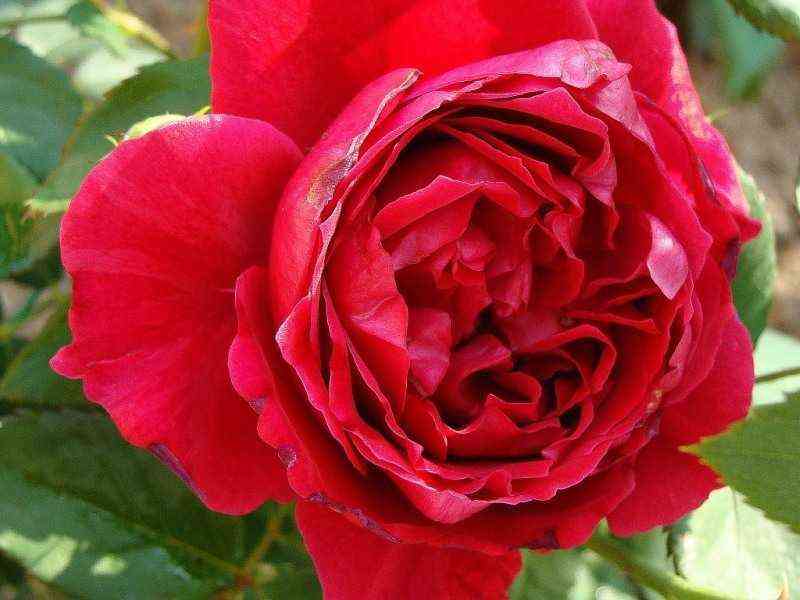 Дино Де Лаурентис (Dino De Laurentiis)